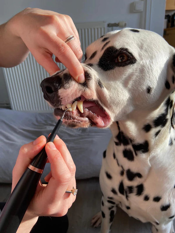 Über 13.753+ zufriedene Kunden