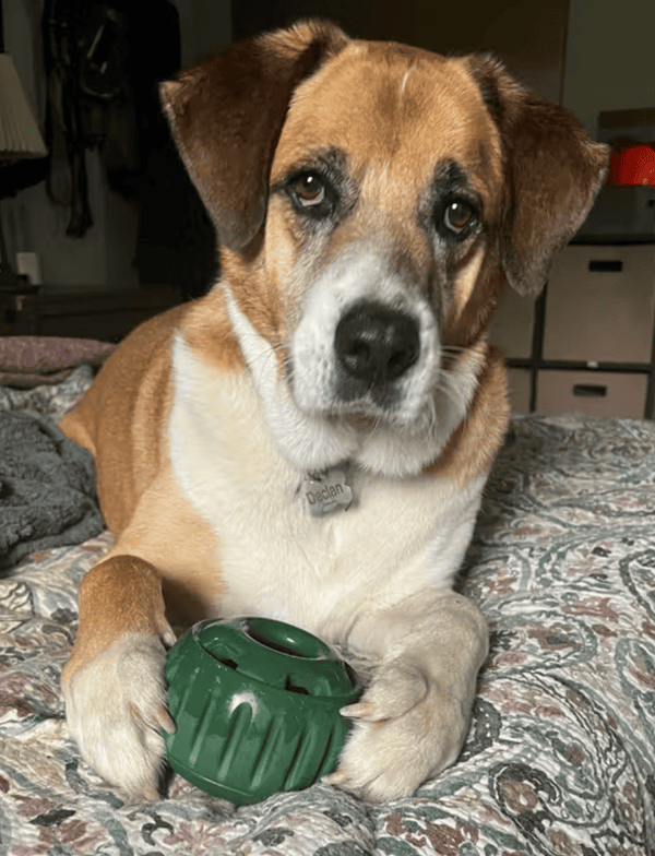 Geliebt von über 17.000+ Fellnasen