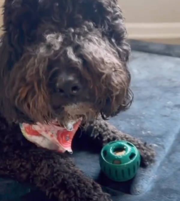 Geliebt von über 17.000+ Fellnasen