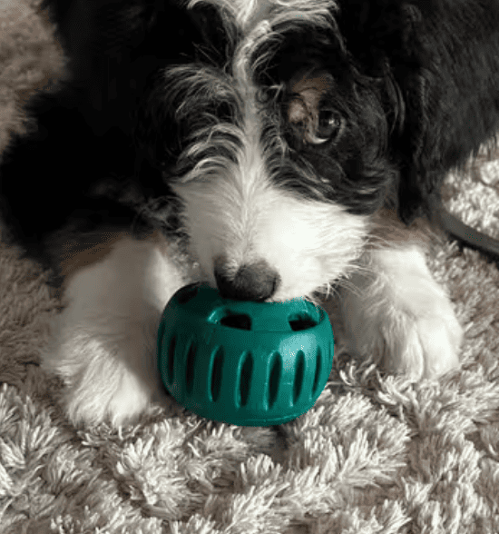 Geliebt von über 17.000+ Fellnasen